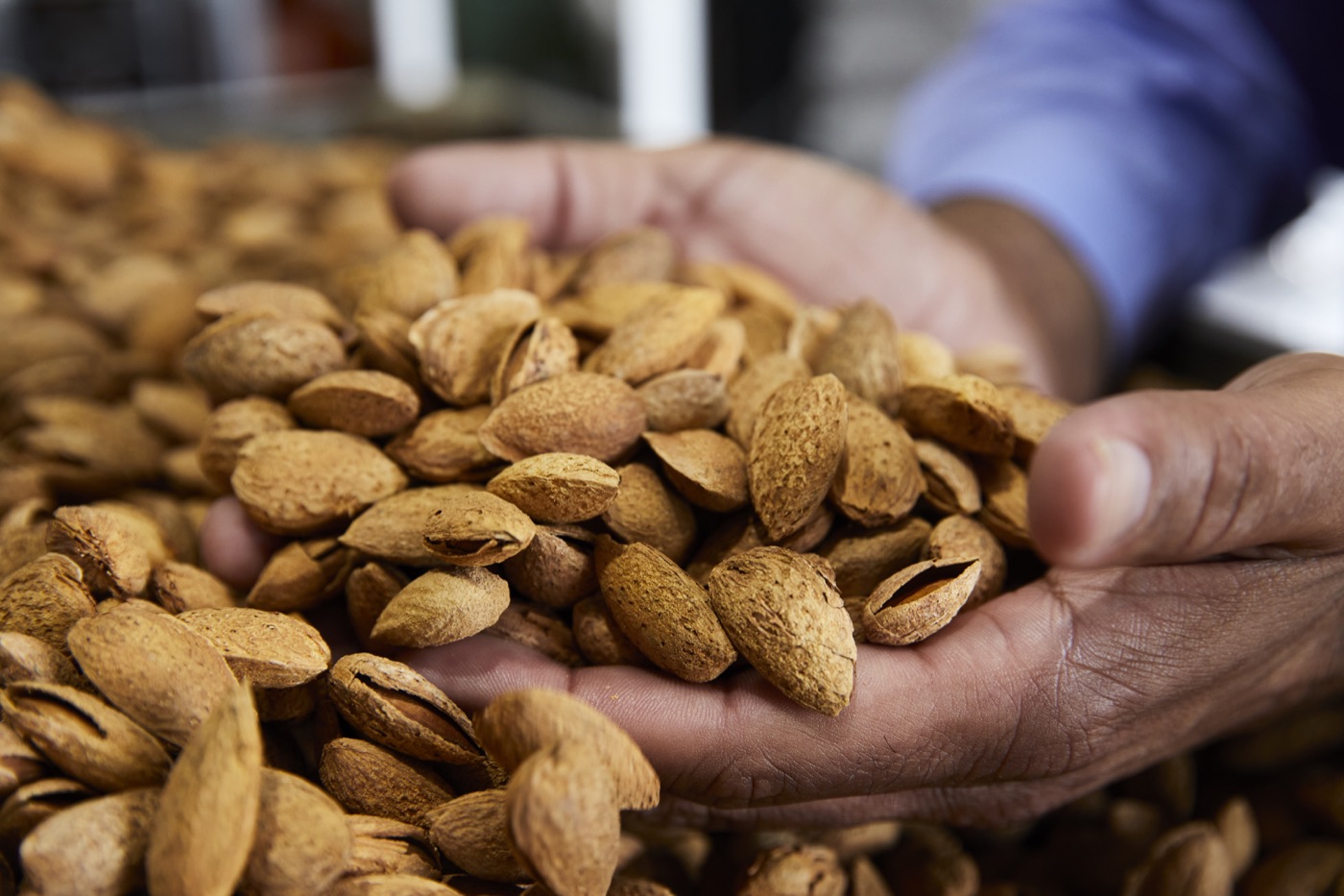 California in-shell almonds held in two hands